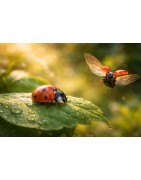 Divorce / Séparation