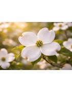 Reiki Usui - Ecorituel® - Cérémonie cacao - Tente rouge